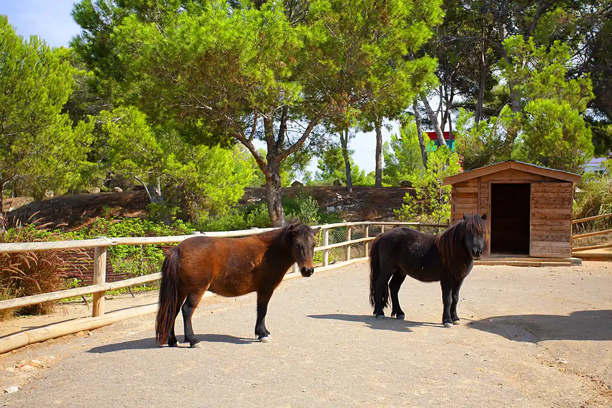 Caballos Fergus Style Cala Blanca Suites