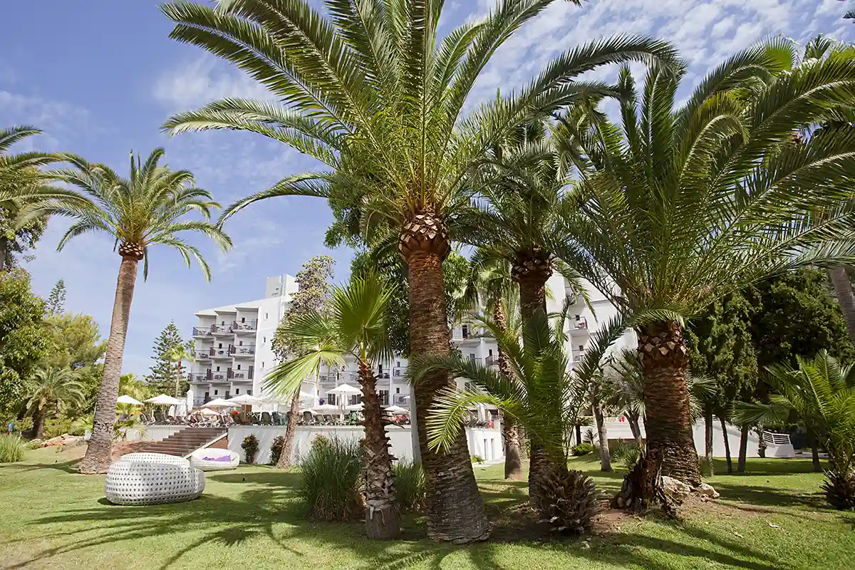 Zona de palmeras en el jardín del Fergus Bermudas
