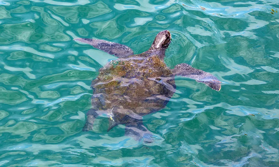 Turtle sanctuary destinations Fuerteventura FERGUS Hotels