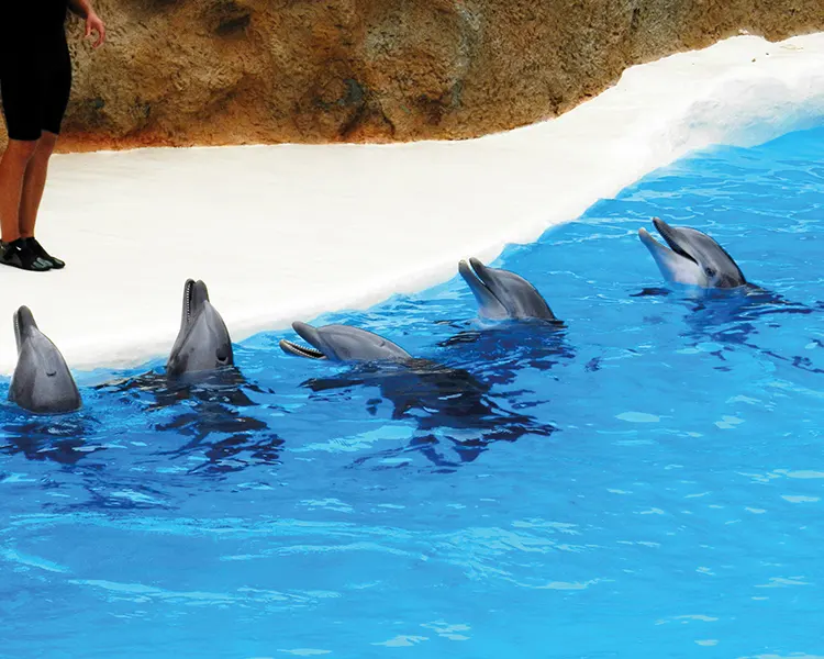 Marineland de Palafolls Fergus Club Pineda Splash