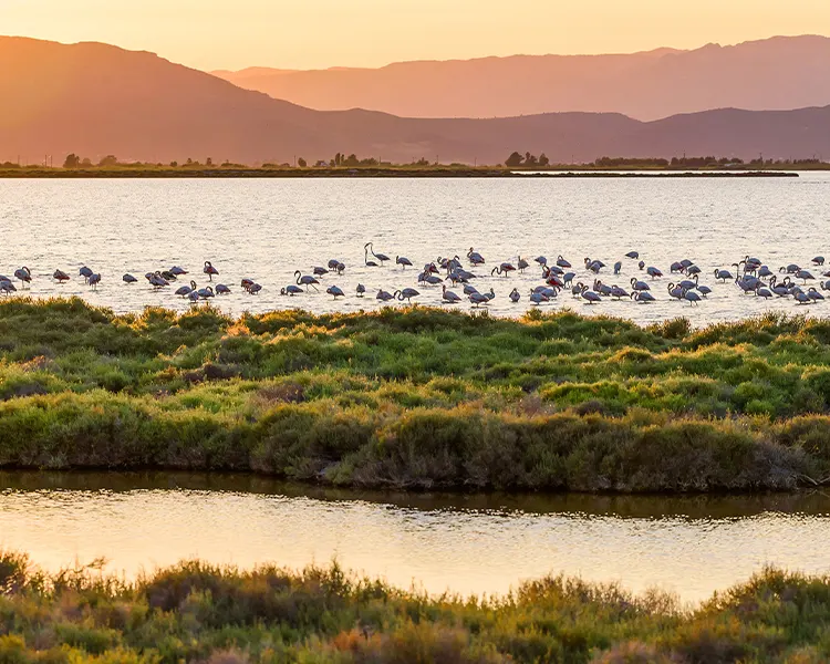 parque natural Delta del Ebro Fergus Cap Roig