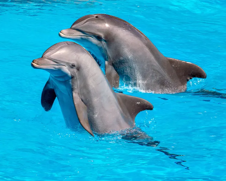 Loro Parque Tenerife Fergus Puerto de la Cruz